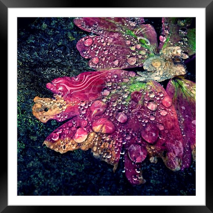 Water Drop Reflections On Leaves Framed Mounted Print by Anne Macdonald