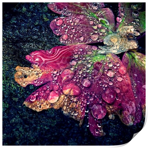 Water Drop Reflections On Leaves Print by Anne Macdonald