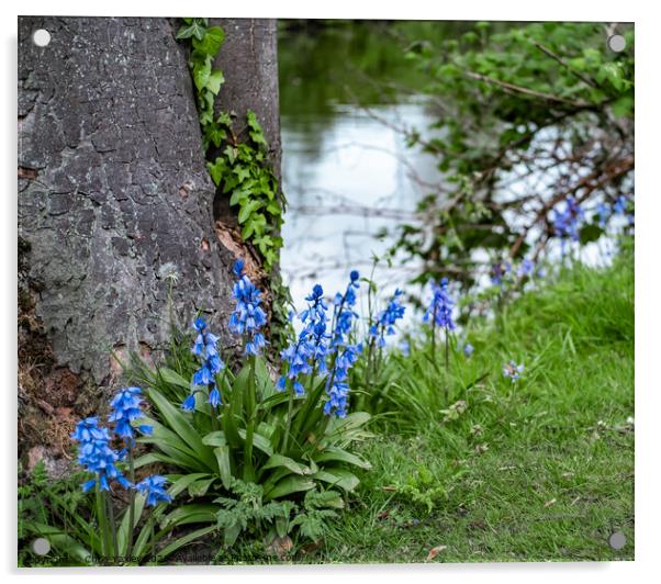 Riverside Bluebells Acrylic by Chris Yaxley