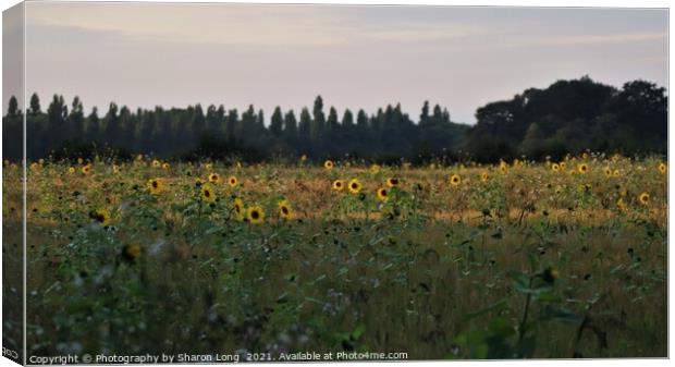 The Happy Field Canvas Print by Photography by Sharon Long 