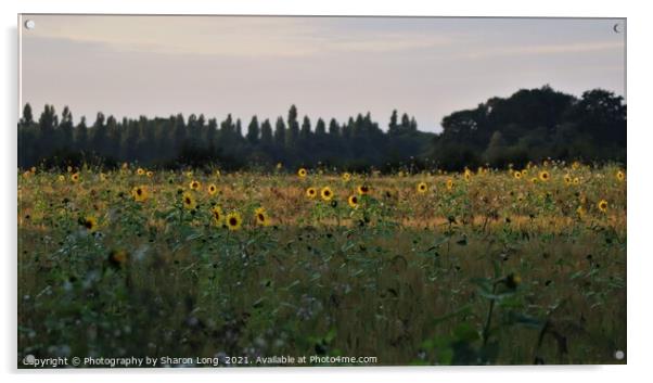 The Happy Field Acrylic by Photography by Sharon Long 