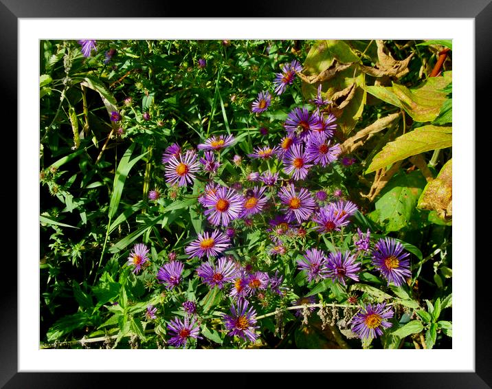 Purple Daisies Framed Mounted Print by Stephanie Moore