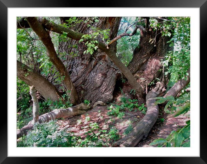 Old trees Framed Mounted Print by Stephanie Moore