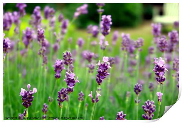 Lavender field Print by Paulina Sator