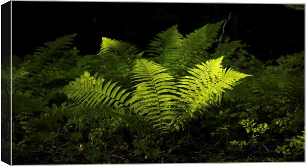 sunlit luminous ferns Canvas Print by Simon Johnson