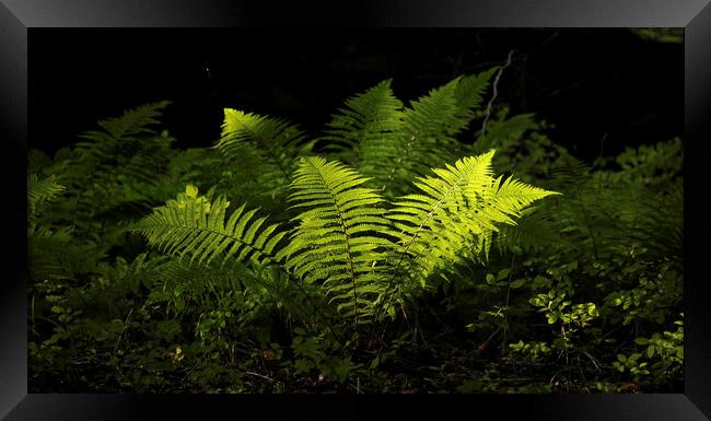 sunlit luminous ferns Framed Print by Simon Johnson