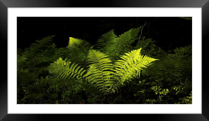 sunlit luminous  ferns Framed Mounted Print by Simon Johnson