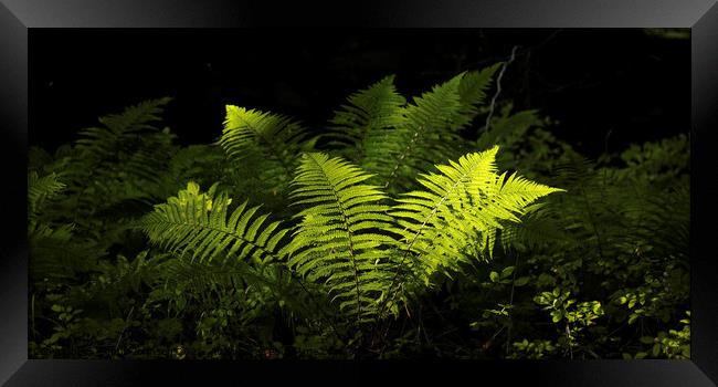 sunlit luminous  ferns Framed Print by Simon Johnson