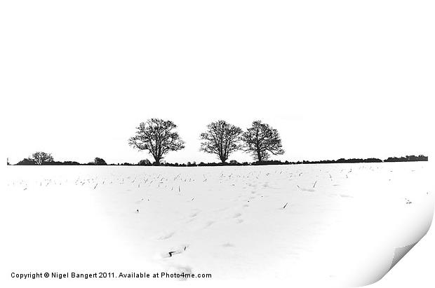 Three Trees Print by Nigel Bangert