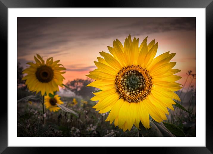 Sunflower Symphony Framed Mounted Print by Jeremy Sage