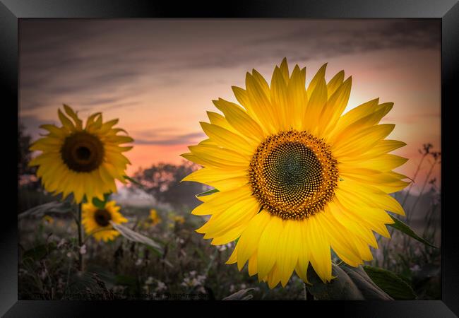Sunflower Symphony Framed Print by Jeremy Sage