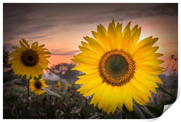 Sunflower Symphony Print by Jeremy Sage