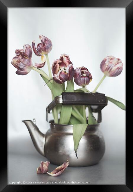 Tulip bouquet Framed Print by Larisa Siverina