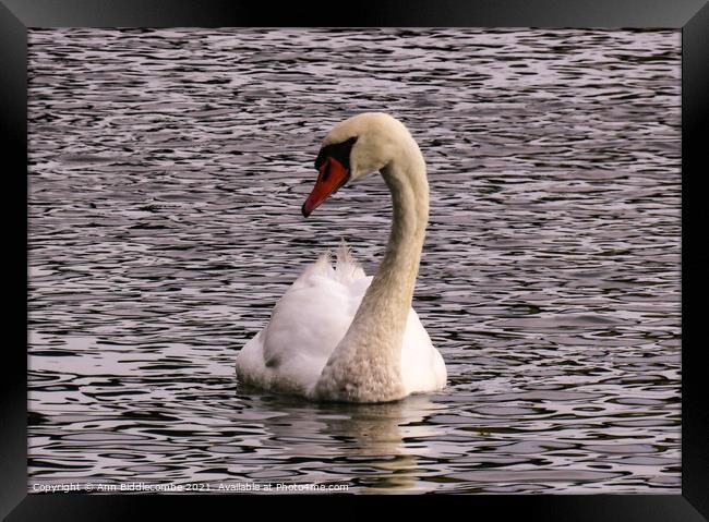 A proud white swan Framed Print by Ann Biddlecombe