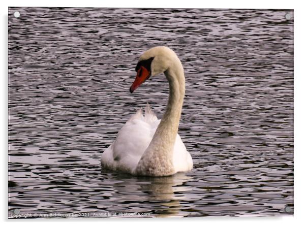 A proud white swan Acrylic by Ann Biddlecombe