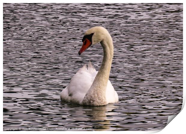 A proud white swan Print by Ann Biddlecombe