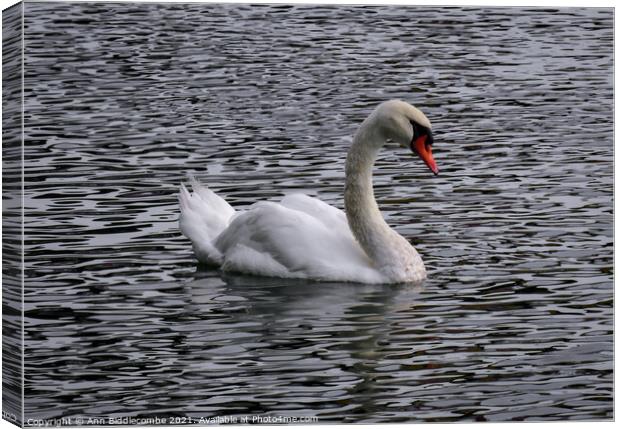 A white swan on a wavy river Canvas Print by Ann Biddlecombe