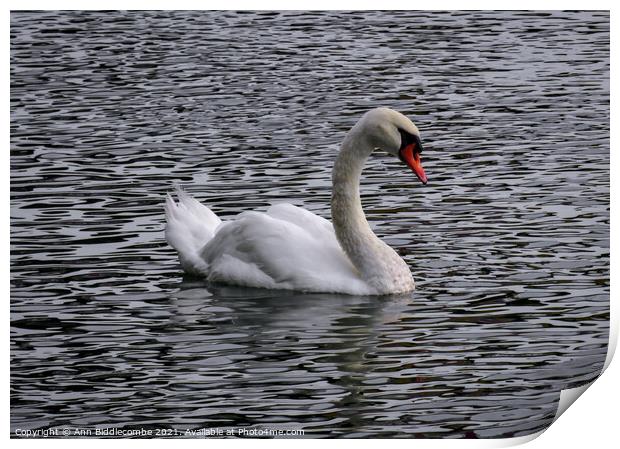 A white swan on a wavy river Print by Ann Biddlecombe