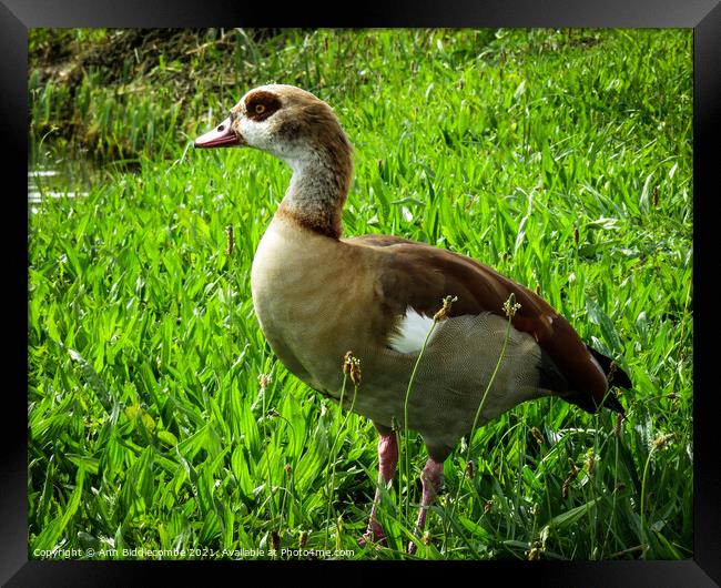 Egyptian goose Framed Print by Ann Biddlecombe