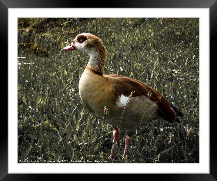 Egyptian goose with green faded out Framed Mounted Print by Ann Biddlecombe