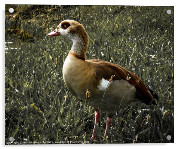 Egyptian goose with green faded out Acrylic by Ann Biddlecombe