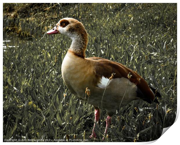 Egyptian goose with green faded out Print by Ann Biddlecombe