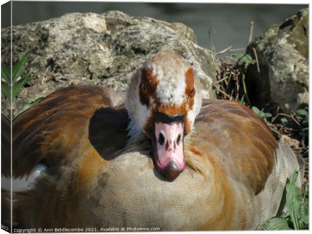 Close up of an Egyptian Goose Canvas Print by Ann Biddlecombe