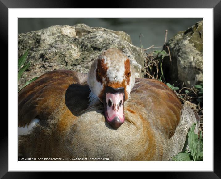 Close up of an Egyptian Goose Framed Mounted Print by Ann Biddlecombe