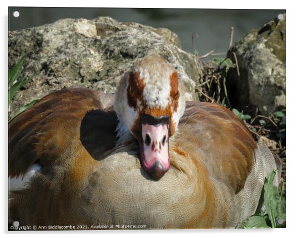 Close up of an Egyptian Goose Acrylic by Ann Biddlecombe