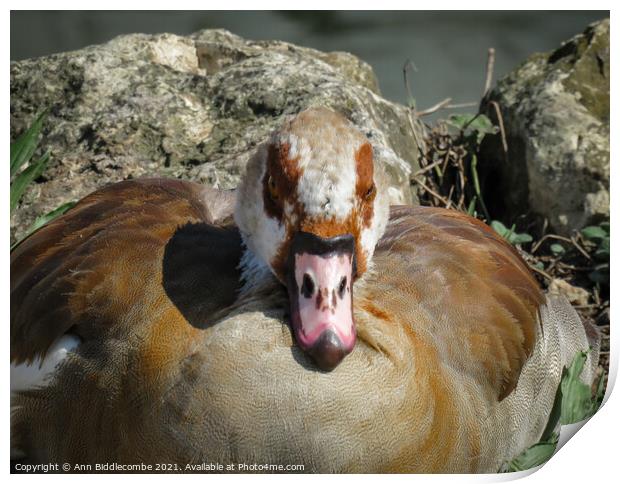 Close up of an Egyptian Goose Print by Ann Biddlecombe