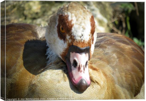 The face of an Egyptian Goose Canvas Print by Ann Biddlecombe