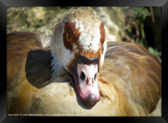 The face of an Egyptian Goose Framed Print by Ann Biddlecombe