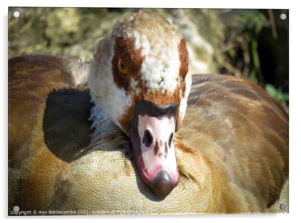 The face of an Egyptian Goose Acrylic by Ann Biddlecombe