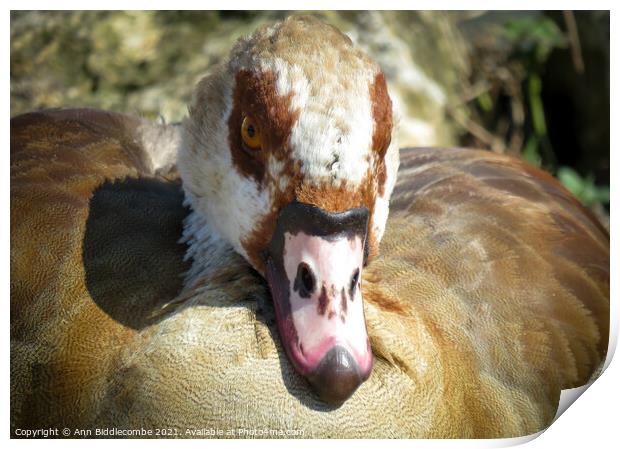 The face of an Egyptian Goose Print by Ann Biddlecombe