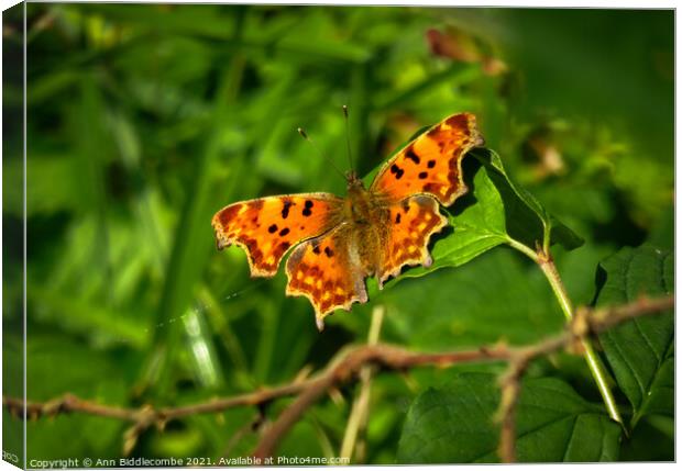Comma butterfly Canvas Print by Ann Biddlecombe