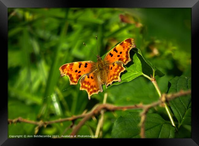 Comma butterfly Framed Print by Ann Biddlecombe