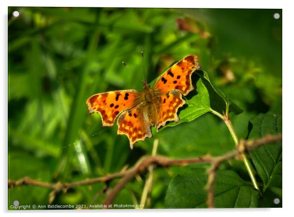 Comma butterfly Acrylic by Ann Biddlecombe