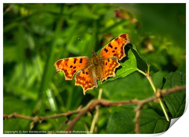 Comma butterfly Print by Ann Biddlecombe