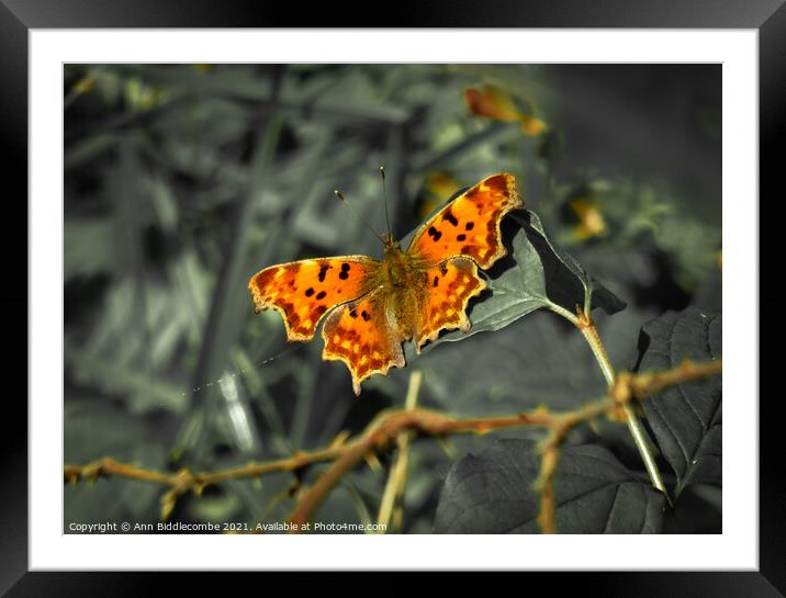 Comma butterfly with green faded out Framed Mounted Print by Ann Biddlecombe