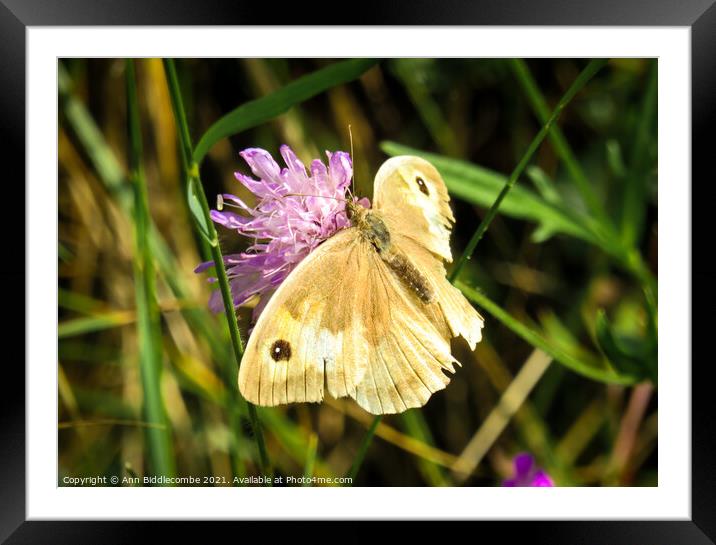 A light brown Caucasian butterfly Framed Mounted Print by Ann Biddlecombe