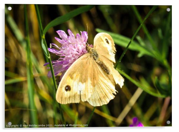 A light brown Caucasian butterfly Acrylic by Ann Biddlecombe