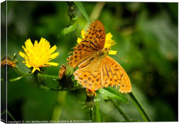 A common fritillary orange butterfly Canvas Print by Ann Biddlecombe