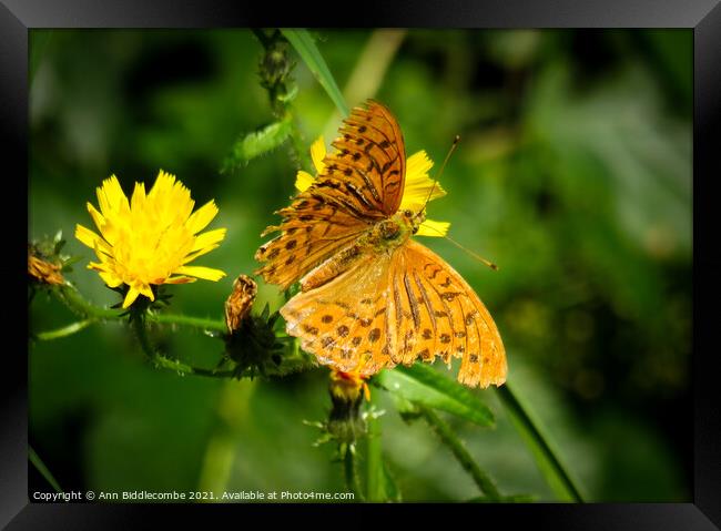 A common fritillary orange butterfly Framed Print by Ann Biddlecombe