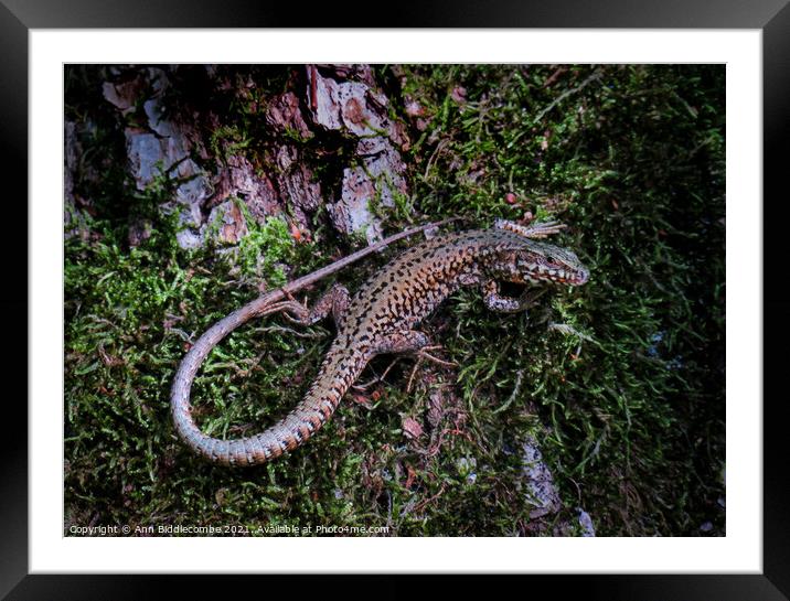 A little tree lizard Framed Mounted Print by Ann Biddlecombe