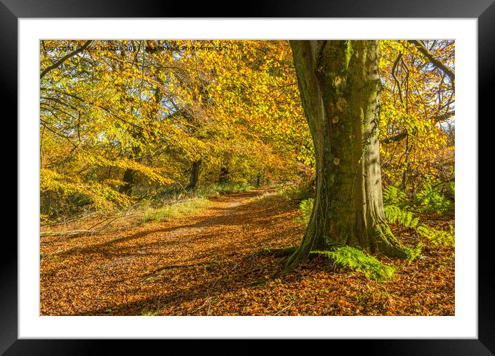Beech Tree Wentwood Forest in Autumn Framed Mounted Print by Nick Jenkins