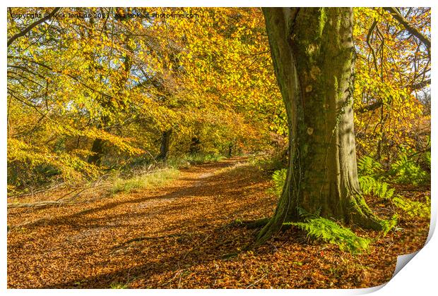 Beech Tree Wentwood Forest in Autumn Print by Nick Jenkins