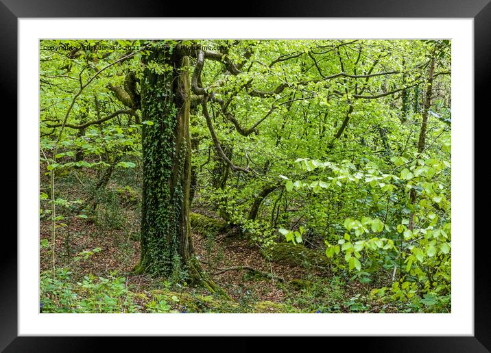 A multi branched tree in Hensol Forest  Framed Mounted Print by Nick Jenkins