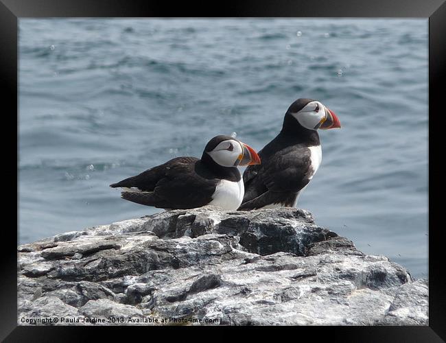 Puffins Framed Print by Paula Jardine