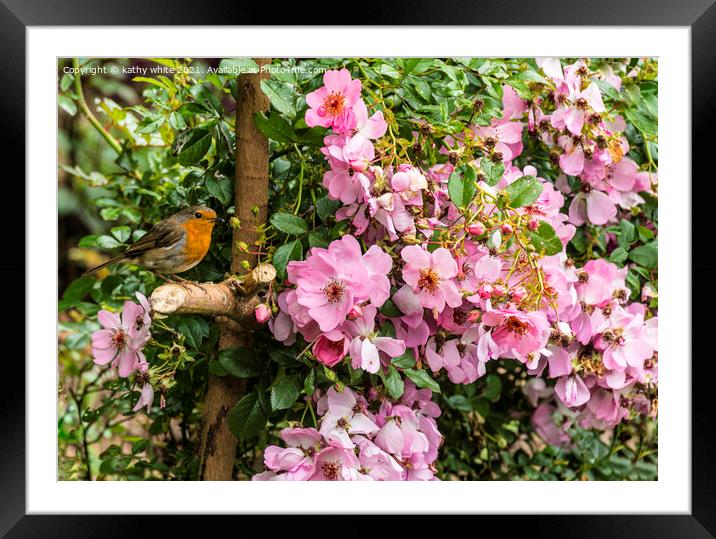 Robin in the rose tree Framed Mounted Print by kathy white