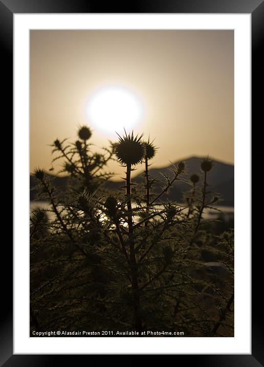 Sunset Flower Framed Mounted Print by Alasdair Preston